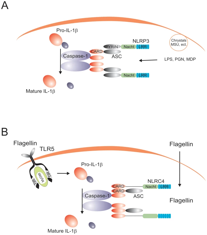 The prototypical NLRP3 and NLRC4 inflammasomes.