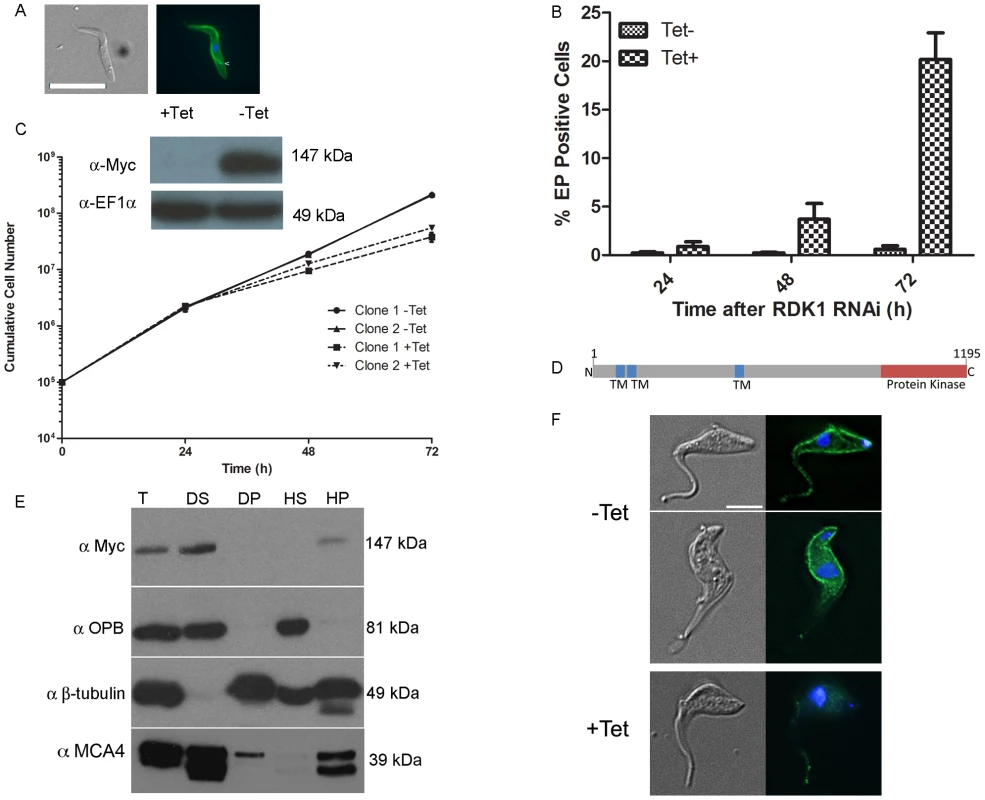 RDK1 is a repressor of BSF to PCF differentiation.