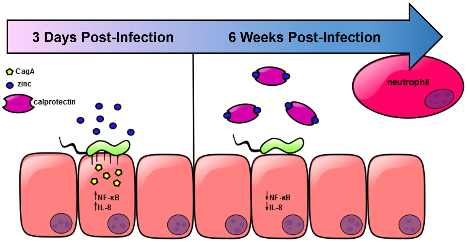 Model of <i>H. pylori cag</i> T4SS regulation in response to neutrophil recruitment and deposition of calprotectin at the site of infection.