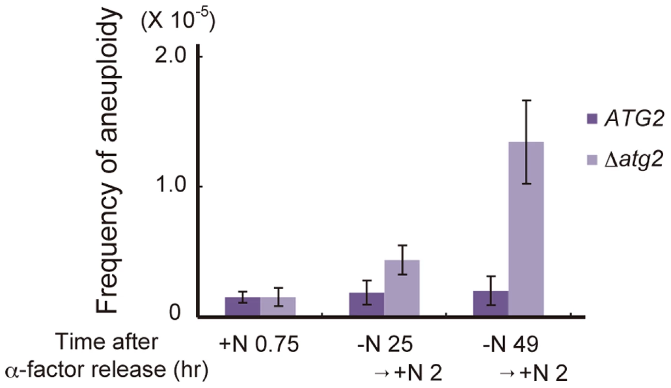 Autophagy deficiency results in an increased frequency of aneuploidy after the addition of a nitrogen source.