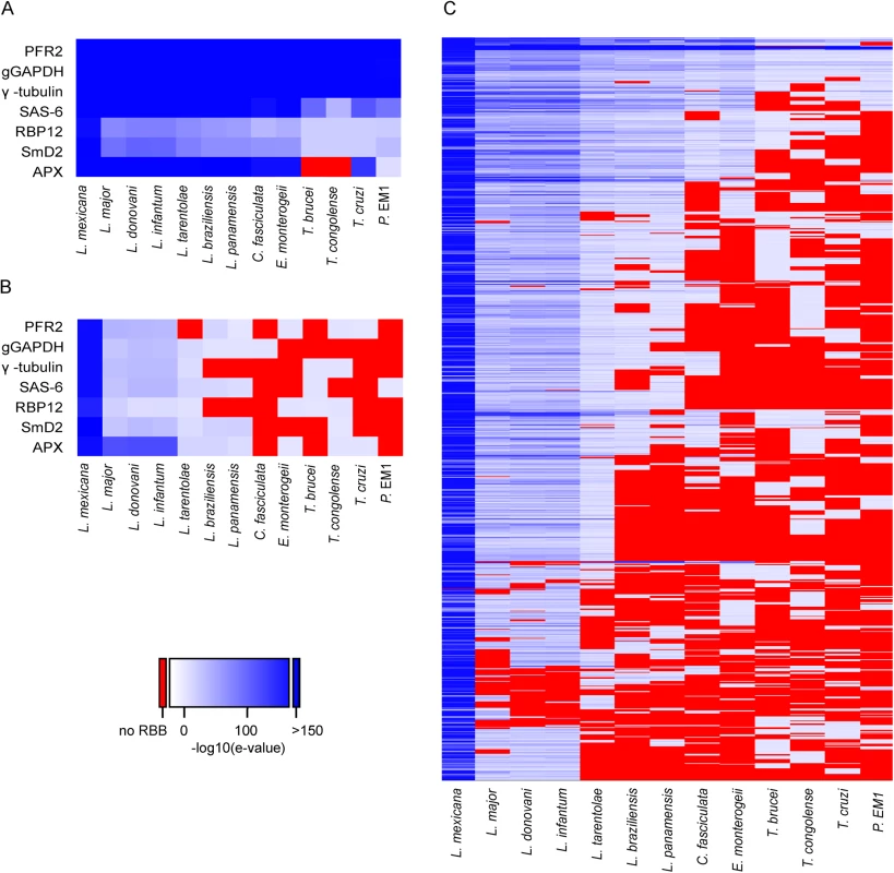 Conservation of novel transcript sequences across kinetoplastid genomes.