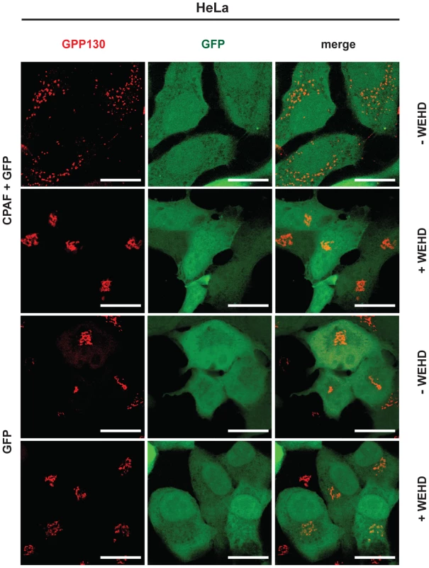 CPAF causes Golgi-complex fragmentation.