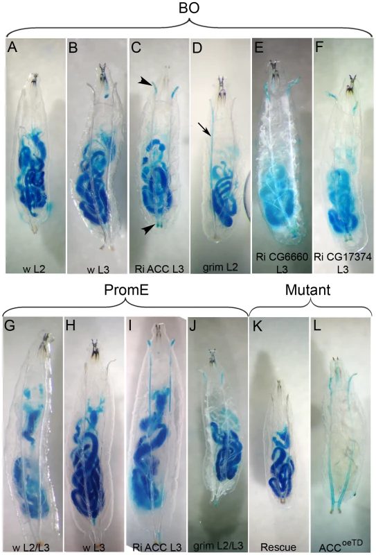 Water-tightness defect of the spiracles.