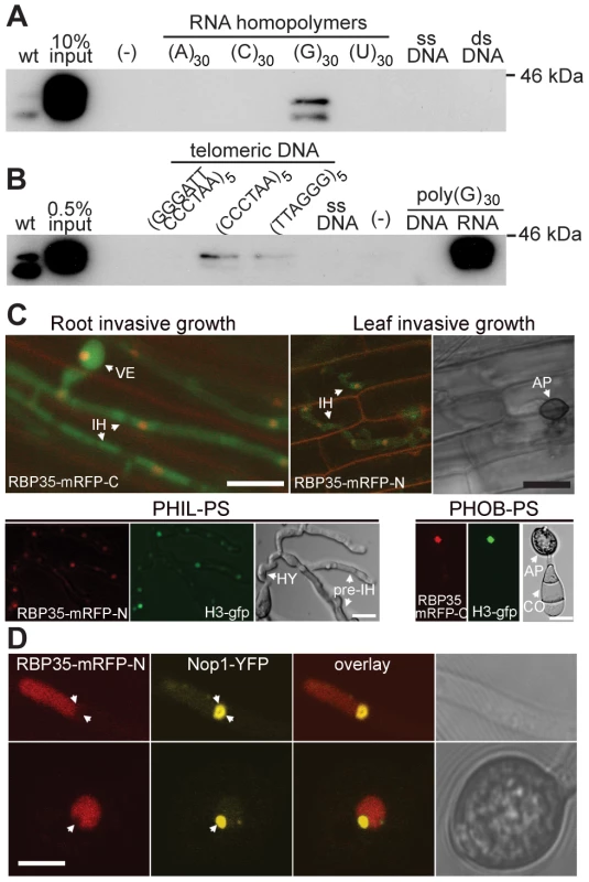 RBP35 isoforms bind poly(G) RNA homopolymers <i>in vitro</i> and show a steady-state nuclear localisation.