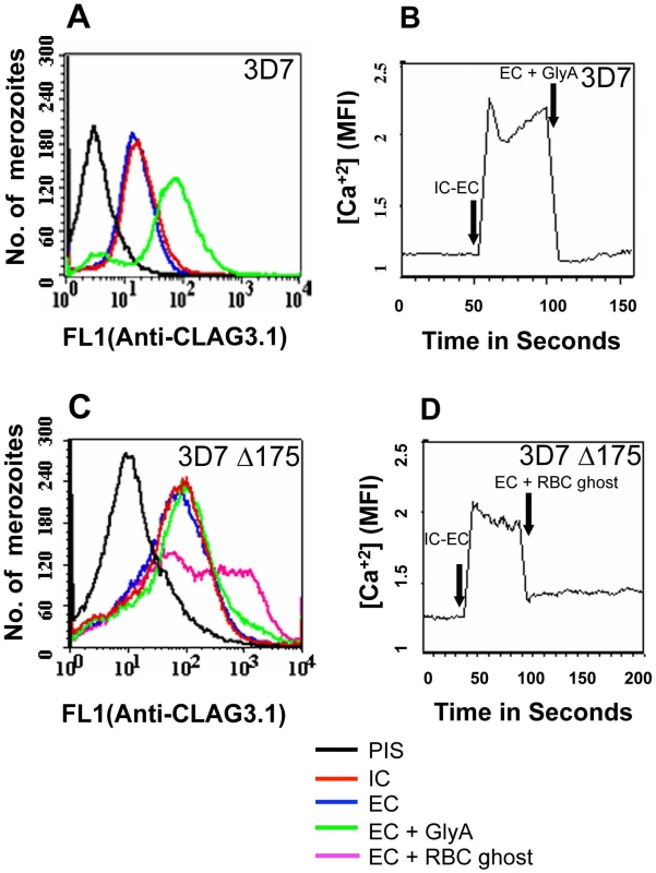 Cytosolic calcium levels and translocation of rhoptry protein CLAG3.1 to merozoite surface in response to interaction with glyA.
