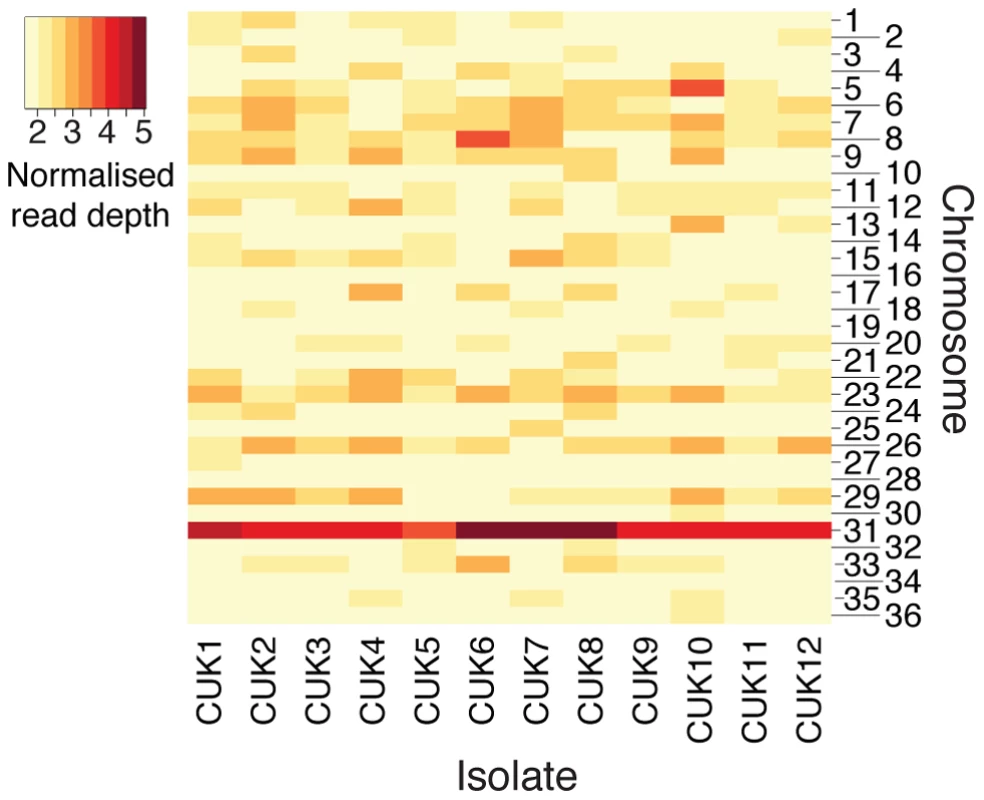 Aneuploidy in the CUK strains.