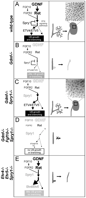 Model: GDNF and FGF10 cooperate to promote ureteric bud branching morphogenesis, via <i>Etv4</i> and <i>Etv5</i>, while Sprouty1 regulates signaling downstream of both RET and FGFR2.