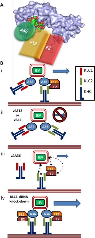 F12 and E2 form part of the IEV trafficking complex.