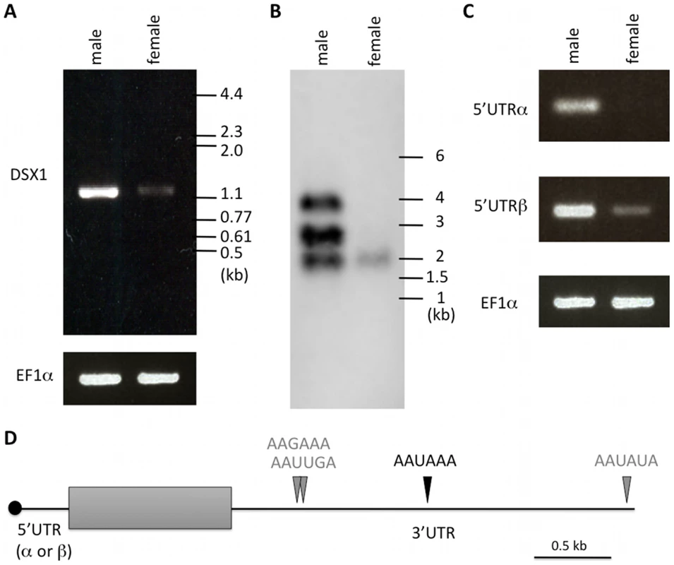 Structure of <i>Dsx1</i> mRNAs expressed in males and females.