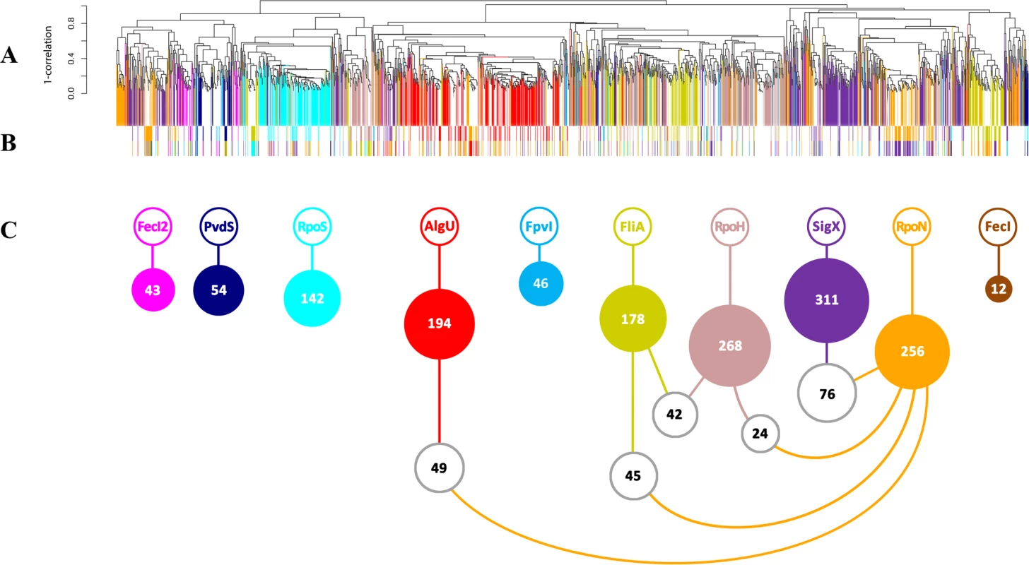 Conserved and diverged co-expression patterns of differentially regulated genes upon (hyper-) presence and/or absence of sigma factors.