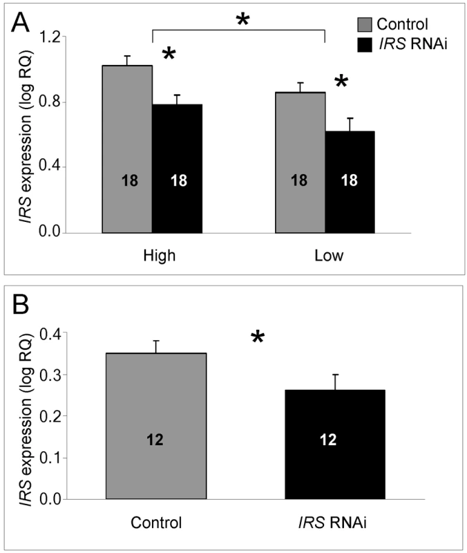 qRT–PCR validation of <i>IRS</i> RNAi in peripheral fat body.