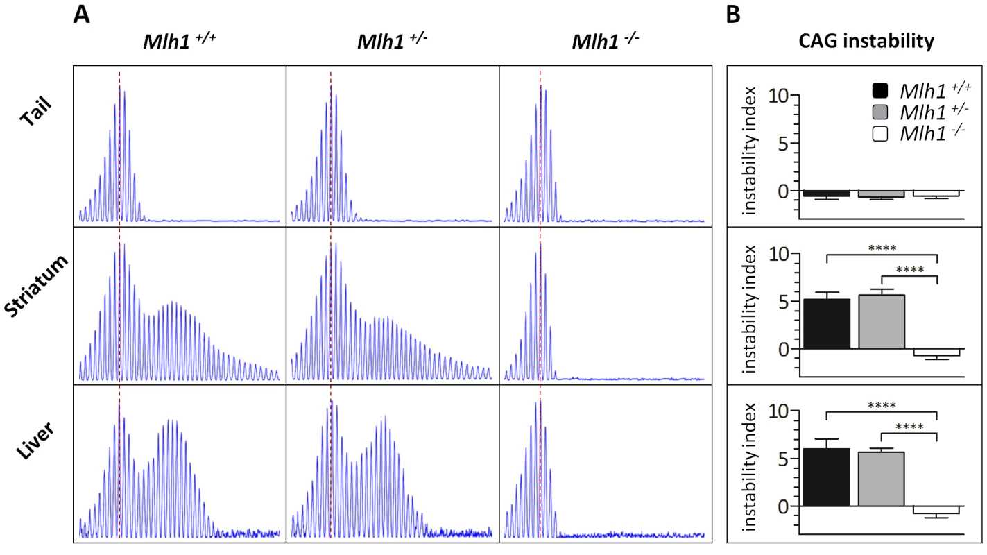 <i>Mlh1</i> is required for striatal and liver <i>HTT</i> CAG repeat instability in B6.<i>Hdh<sup>Q111/+</sup></i> mice.