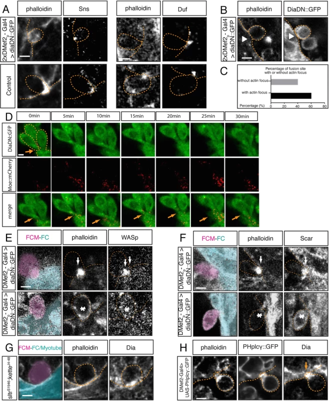 Dia regulates actin and Arp2/3 activity during myoblast fusion.