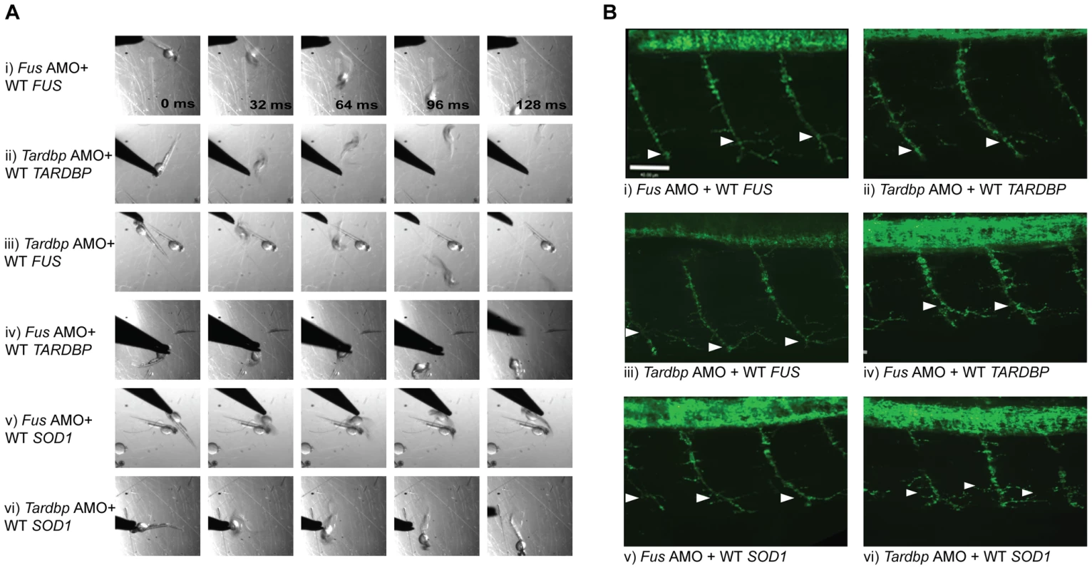 <i>FUS</i> rescues the motor phenotype induced by <i>Tardbp</i> KD, but not <i>vice-versa</i>.