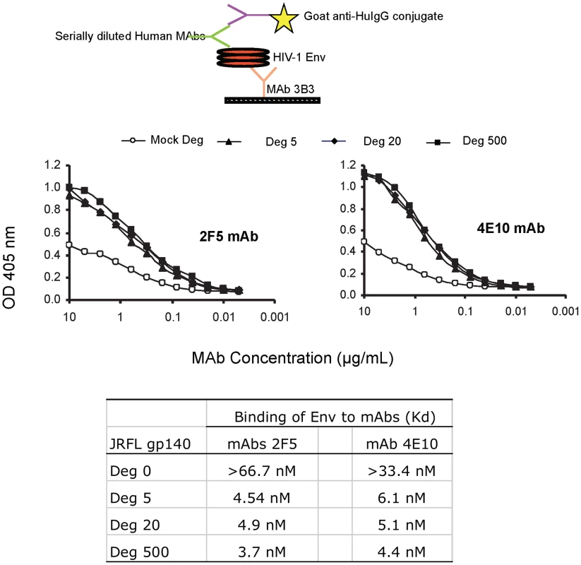 Binding kinetics of mAbs 2F5 and 4E10 to WT glycosylated and deglycosylated JRFL gp140.