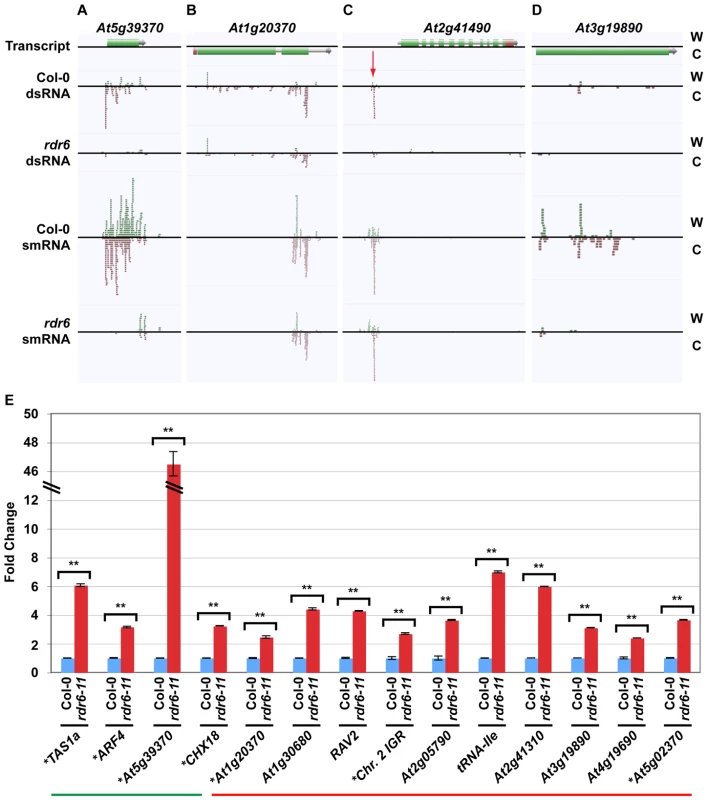 Novel smRNA–producing substrates of RDR6.