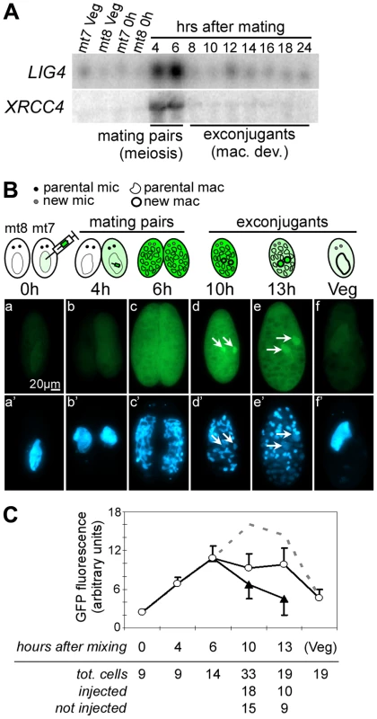 <i>LIG4</i> and <i>XRCC4</i> expression during synchronized conjugation.
