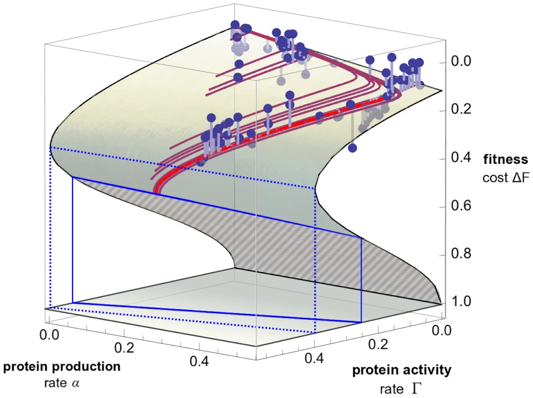 Phenotype-fitness map.