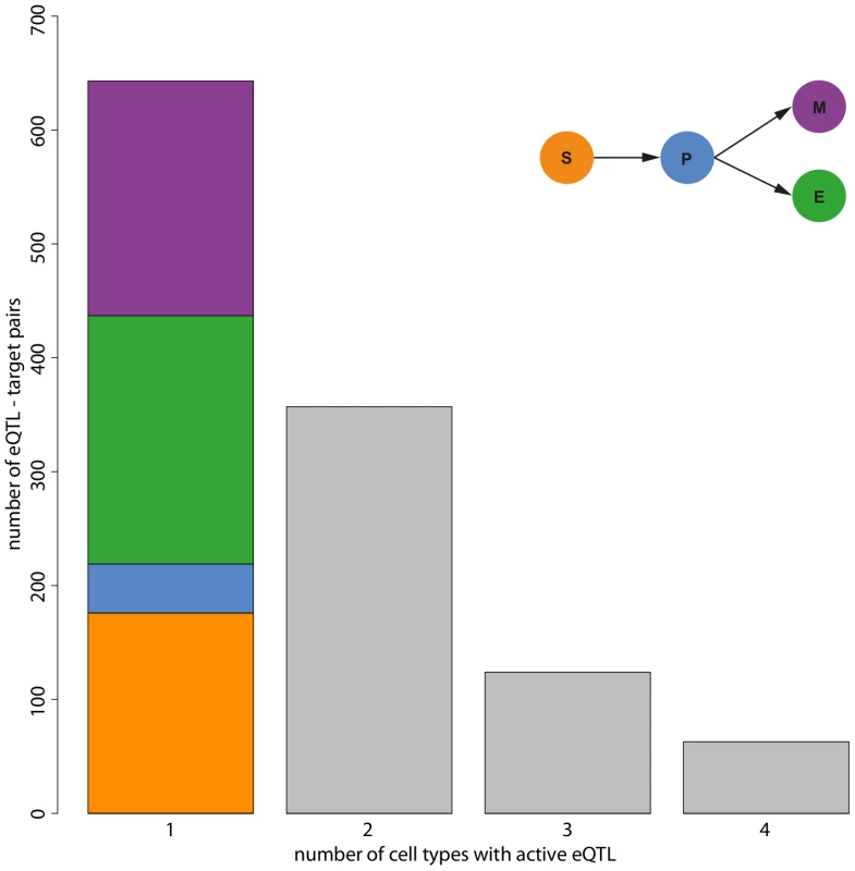 Number of cell types in which eQTL are active.