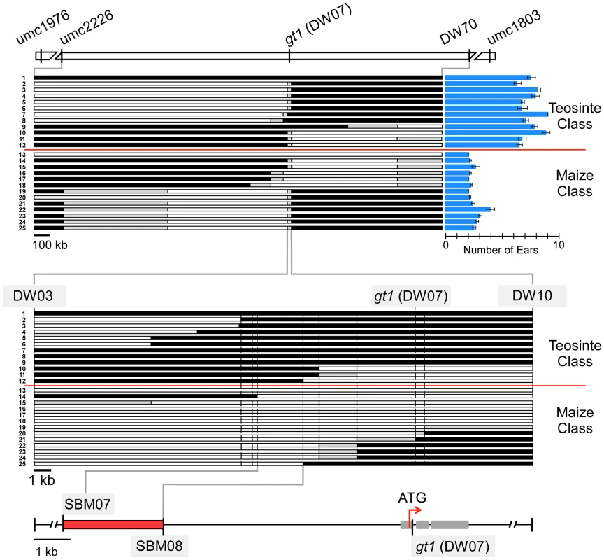 Fine-mapping of <i>prol1.1</i> on chromosome 1S.