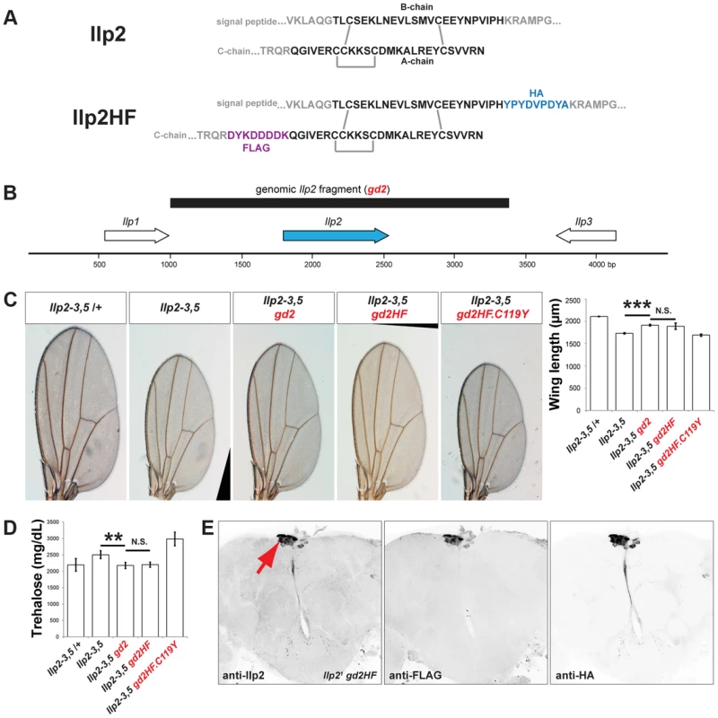 Epitope-tagged Ilp2 rescues insulin deficiency phenotypes.