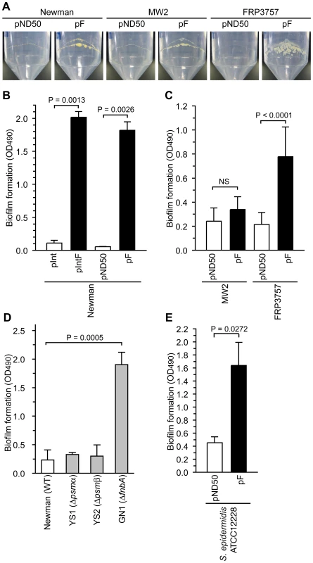 Introduction of the F region promotes biofilm formation.