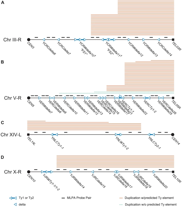 Schematic of MLPA probes designed for hotspot chromosome arms and MLPA data generated from GCR–containing isolates derived from a wild-type strain.