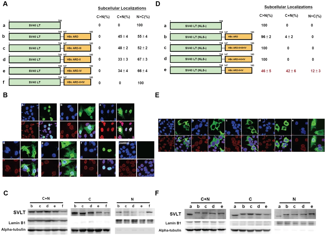 Fig. 3A–3C: Both HBc ARD-II and ARD-IV can independently contribute to cytoplasmic localization of SV40 large T antigen.
