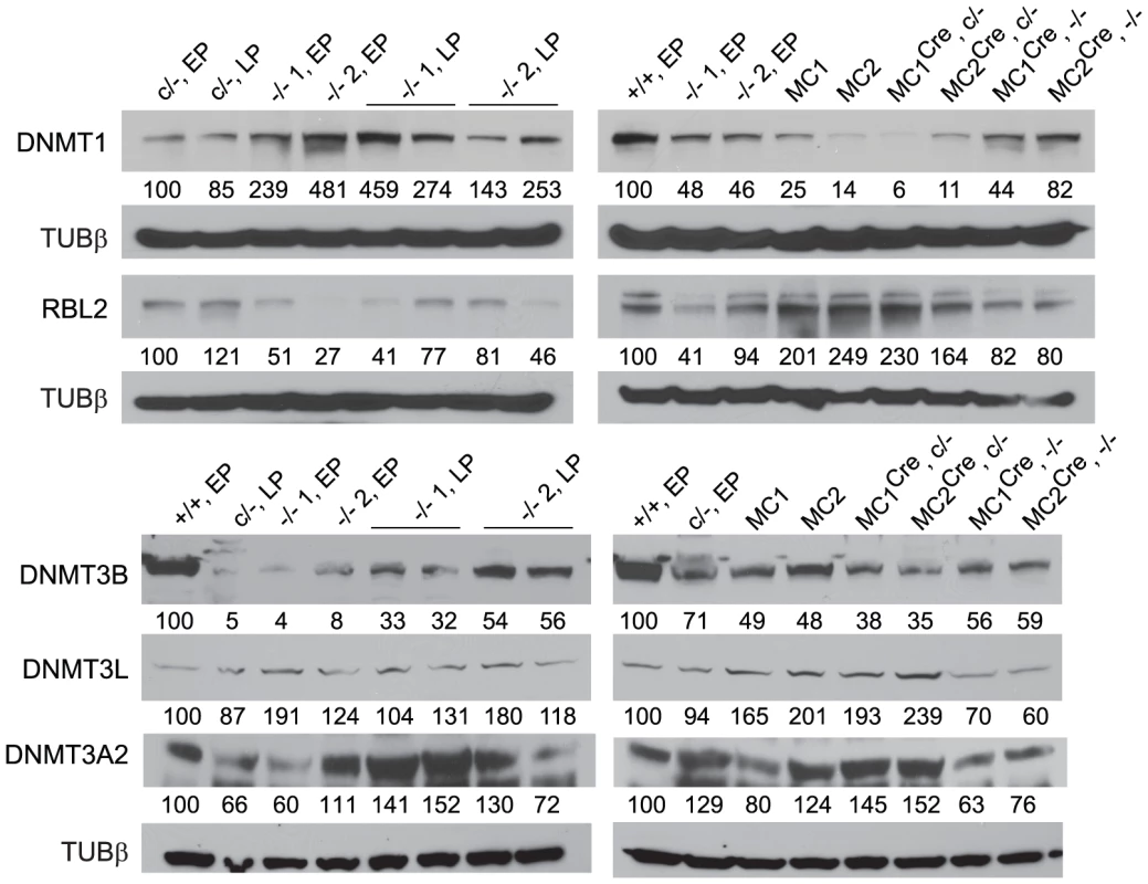 Immunoblots.
