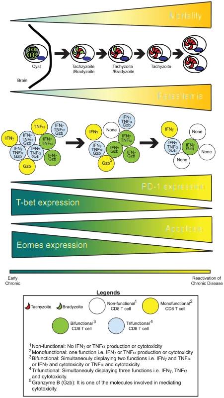 CD8 exhaustion during chronic toxoplasmosis.