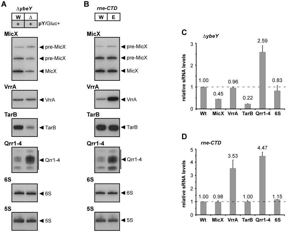 sRNA analysis in <i>V. cholerae</i> Δ<i>ybeY</i> and <i>rne</i>-CTD::Tn.