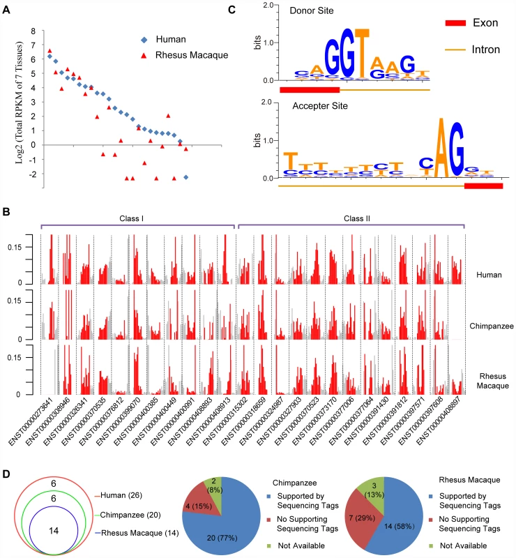 Orthologs of human <i>de novo</i> protein-coding genes encode structure-matched non-coding RNAs in rhesus macaque or chimpanzee.