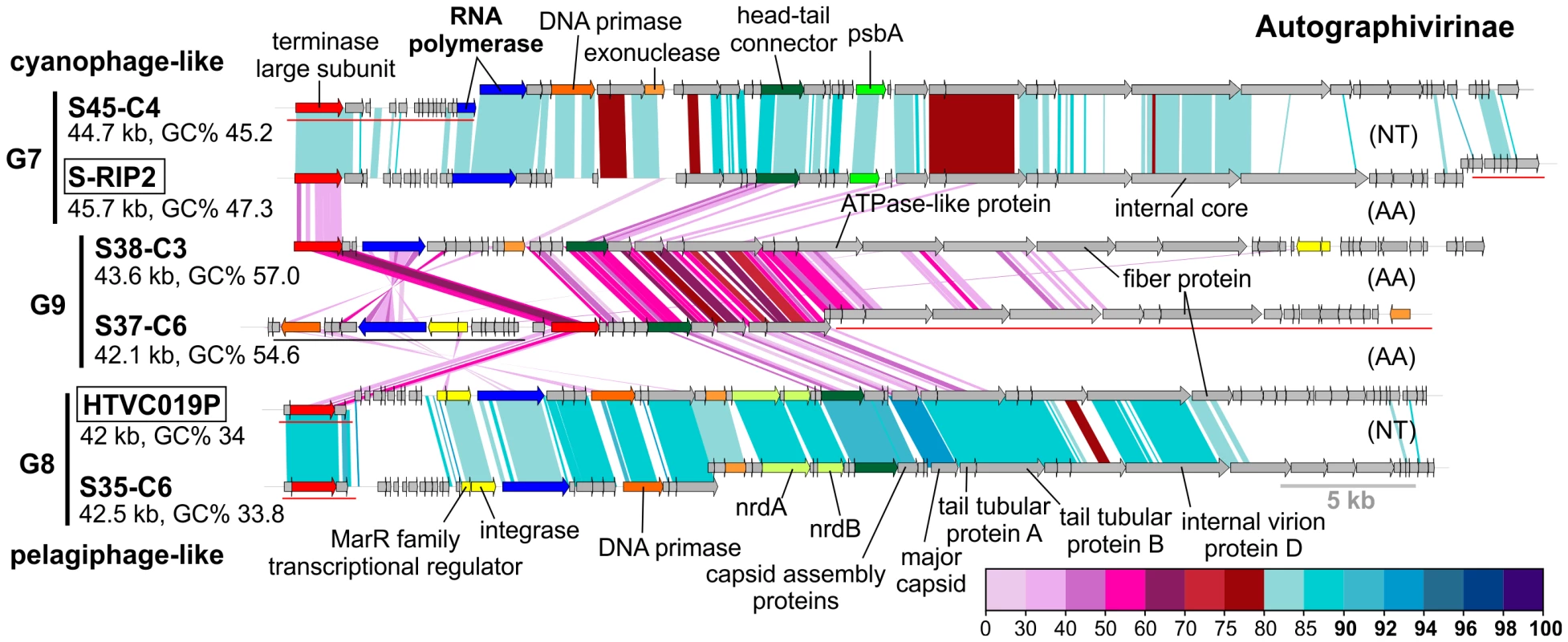 Novel Autographivirinae phages.