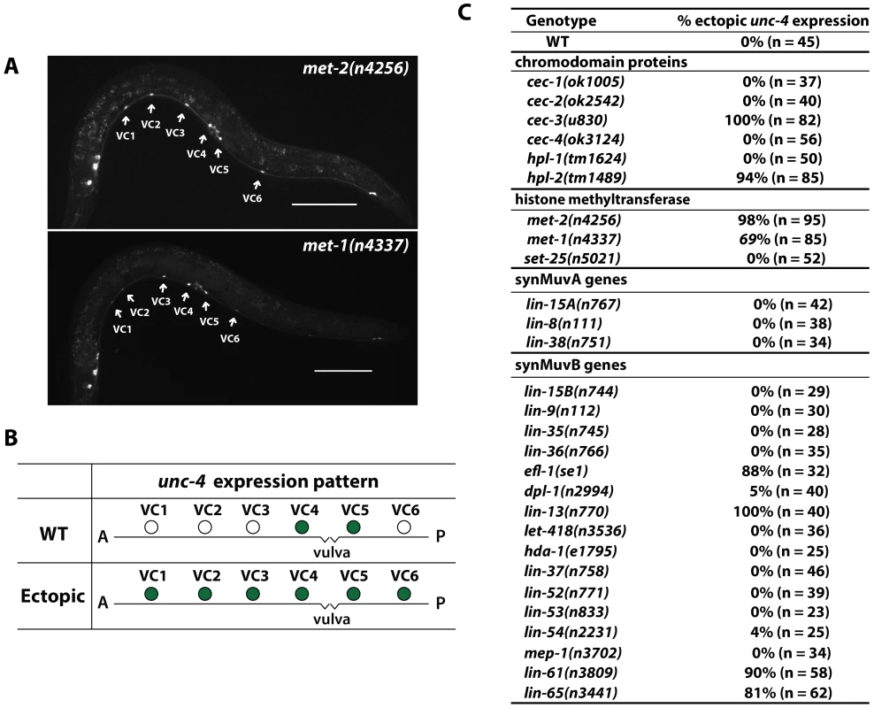 Ectopic expression of <i>unc-4</i> in all six VC neurons in animals with mutations affecting chromodomain proteins and histone methyltransferases.