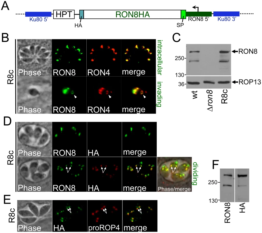 Complementation of <i>RON8</i> by targeting a RON8 expression cassette to the <i>KU80</i> locus.