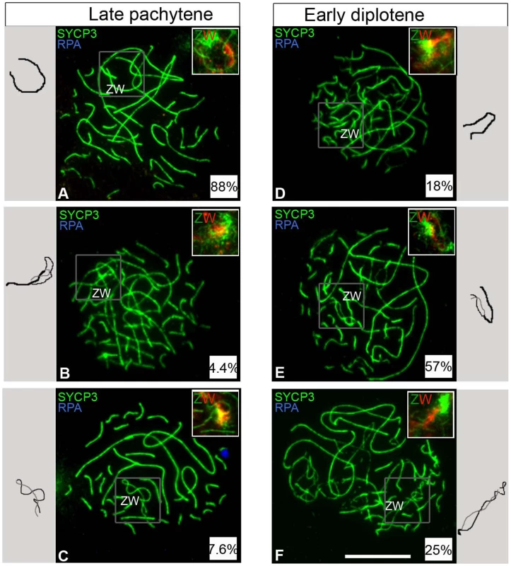 ZW bivalent desynapsis occurs in synchrony with autosomal desynapsis.