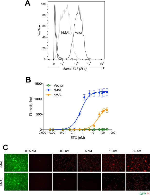 Differential binding and cytotoxicity of ETX to cells expressing MAL orthologues.