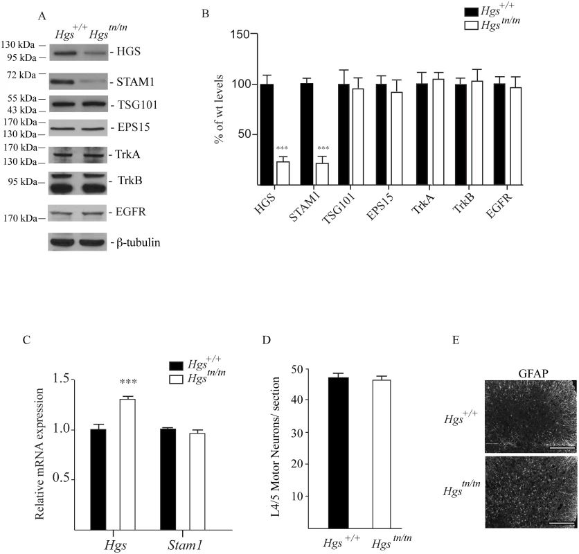 Levels of HGS-interacting proteins and putative substrates in spinal cord extracts of 4-week-old <i>Hgs</i><sup><i>+/+</i></sup> and <i>Hgs</i><sup><i>tn/tn</i></sup> mice.
