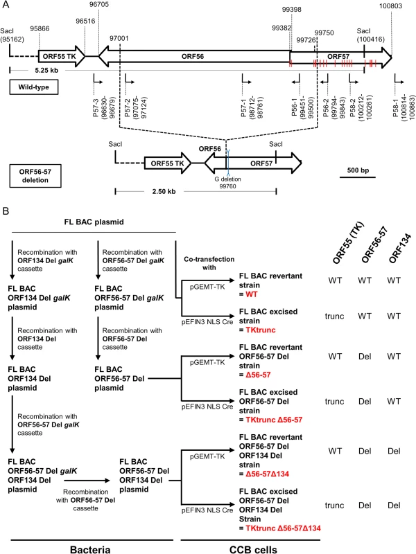 Production of CyHV-3 recombinants.