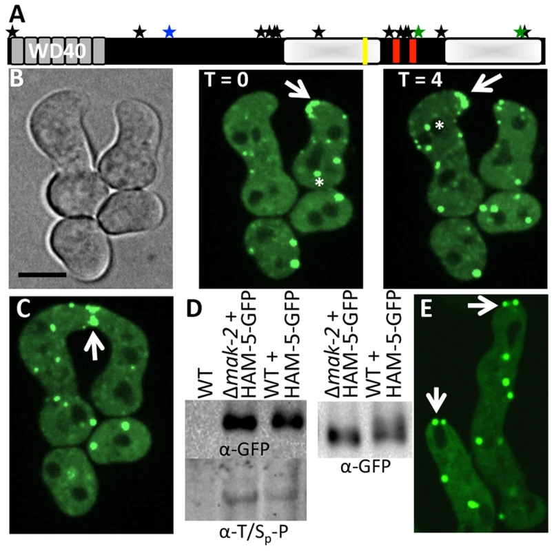 HAM-5-GFP localization in WT and Δ<i>mak-2</i> germlings.