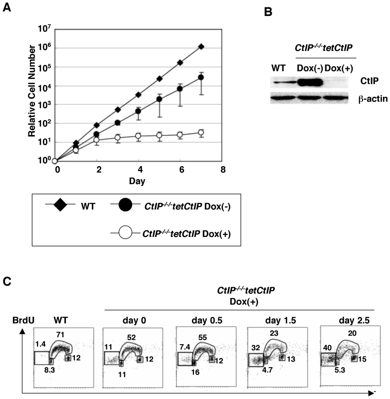 CtIP is essential for cell survival.