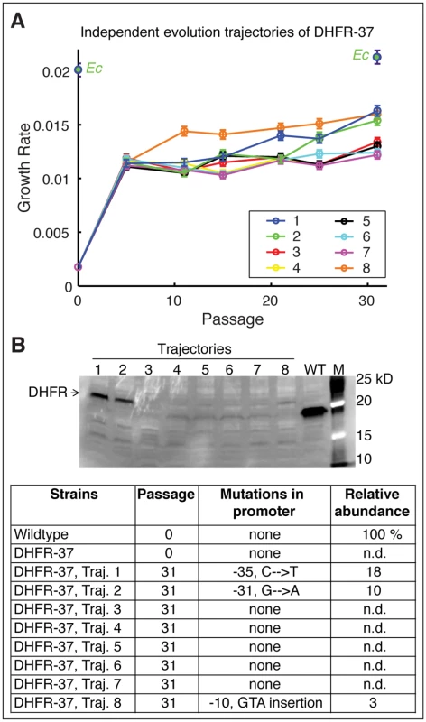 Fine-tuning evolution of orthologous DHFR expression.