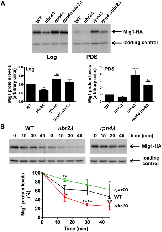 Proteasomes determine the abundance of the Snf1-regulated transcription factor Mig1.