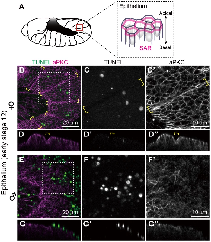 Ectopic cell death in epithelial cells of <i>Spiroplasma</i>-infected male embryos of <i>D. melanogaster</i>.