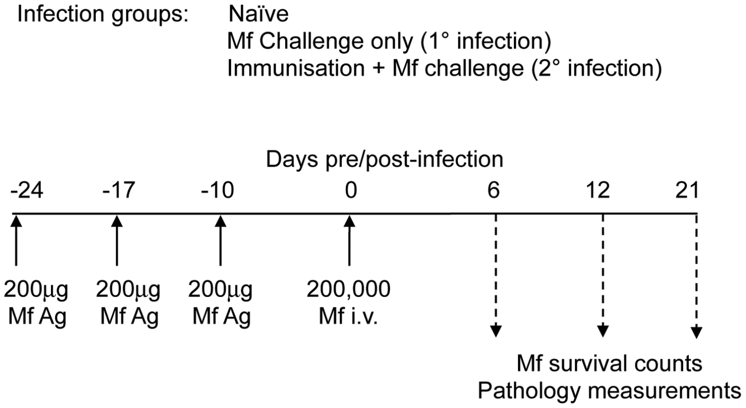 Mouse infection regimen.