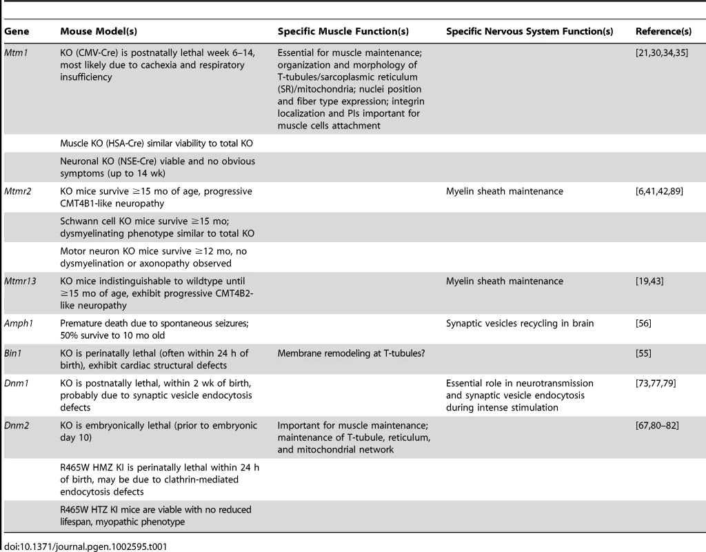 Myotubularin/amphiphysin/dynamin protein functions in specific tissues, based on animal and cell models.