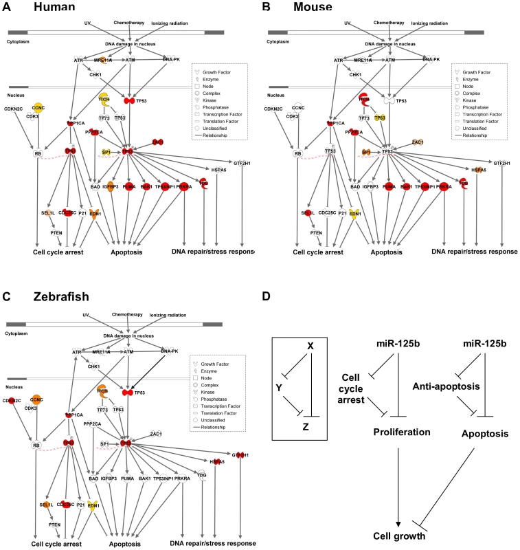 Models of miR-125b regulation of p53 networks in humans, mice, and zebrafish.