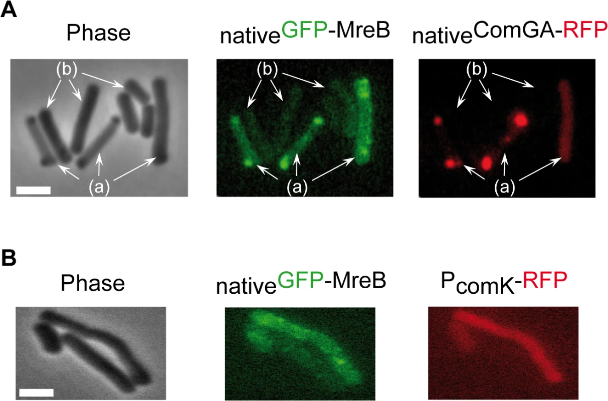 MreB co-localizes with ComGA polar clusters in competent cells.