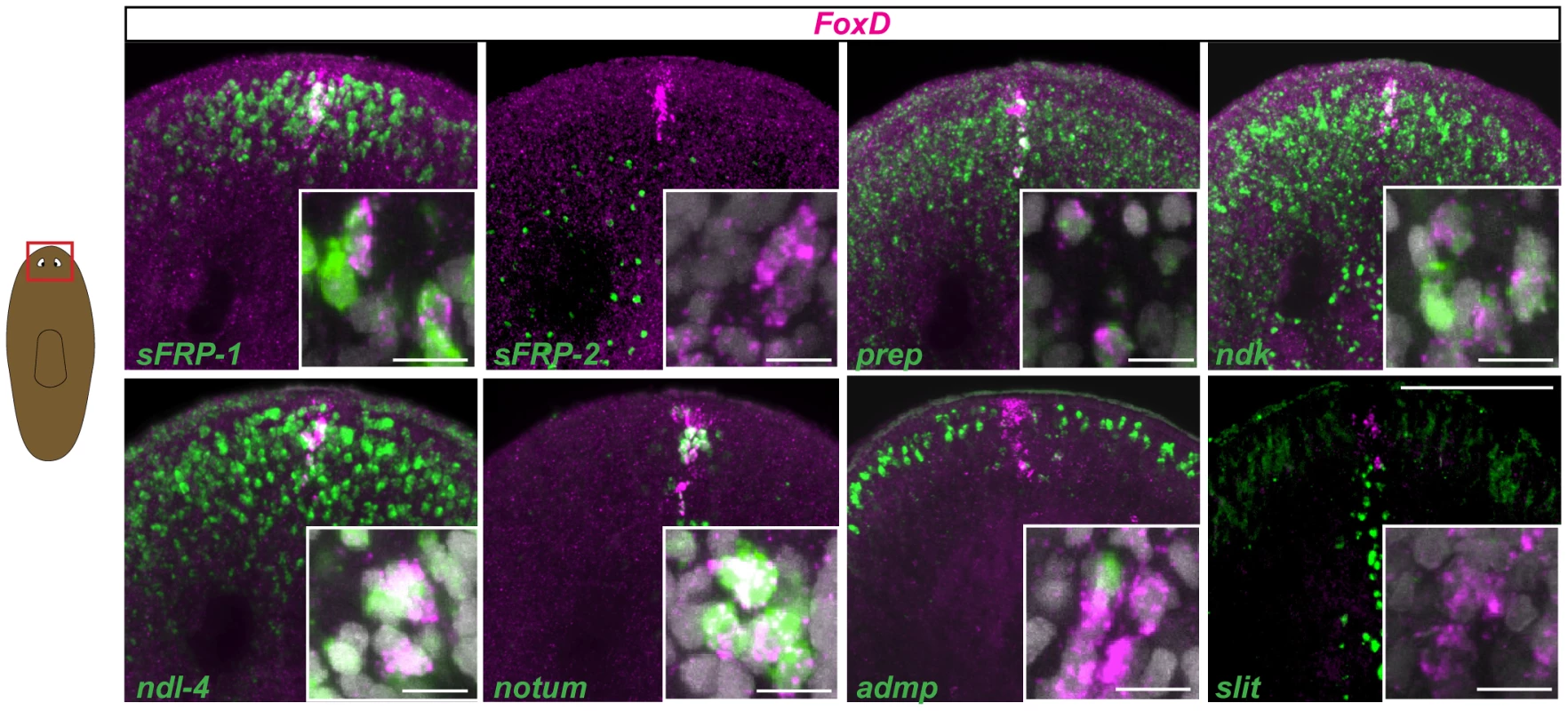 <i>FoxD</i> is expressed with multiple other PCGs at the anterior pole.