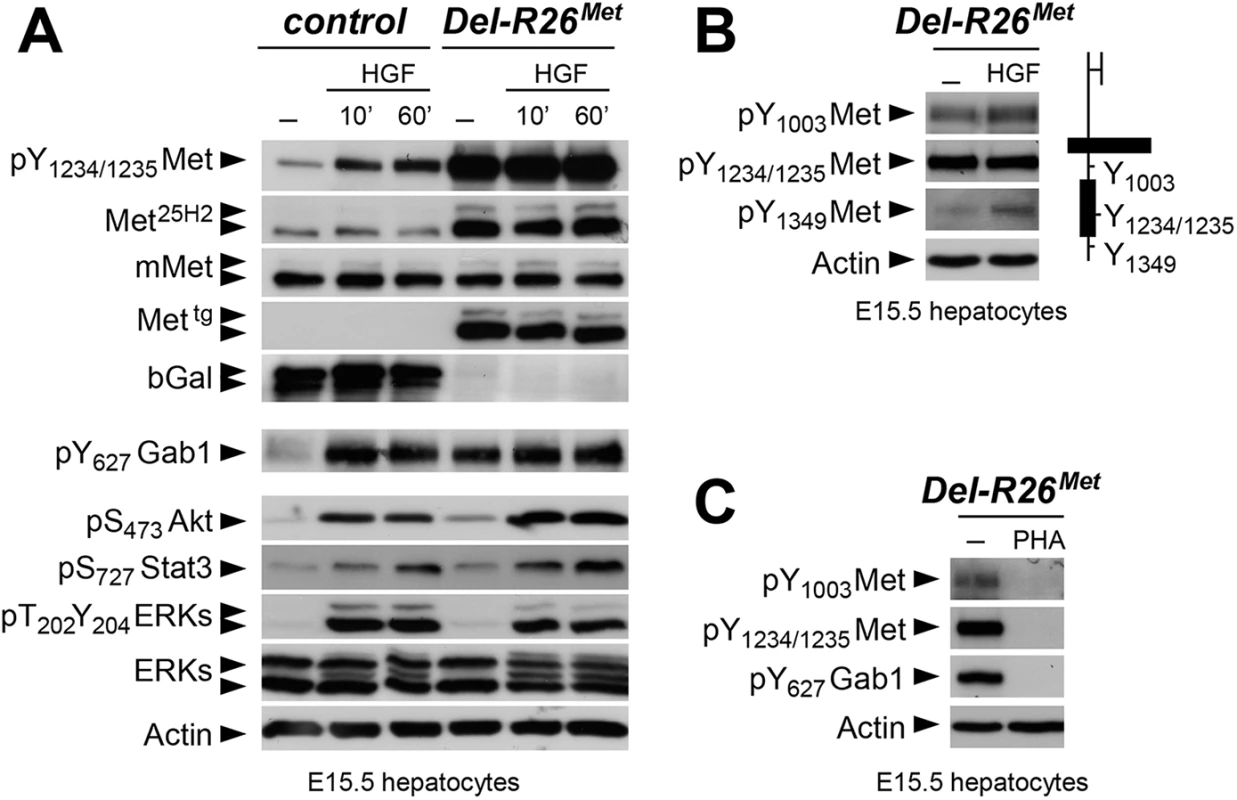 Biochemical analyses in embryonic hepatocytes show restriction of enhanced Met signalling at distinct levels.